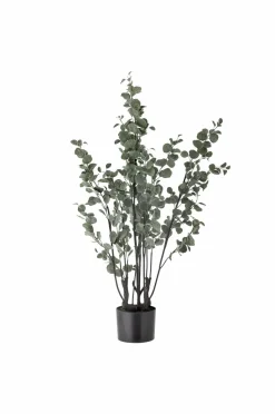 Bloomingville Eucalyptus Plante