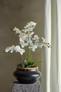 Bloomingville Orchid Plante