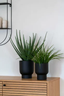 House Nordic Aloe vera