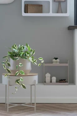 House Nordic Hoya Carnosa
