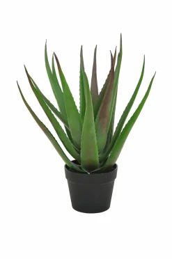 Nordic Furniture Group Aloe Vera plante H 50 cm