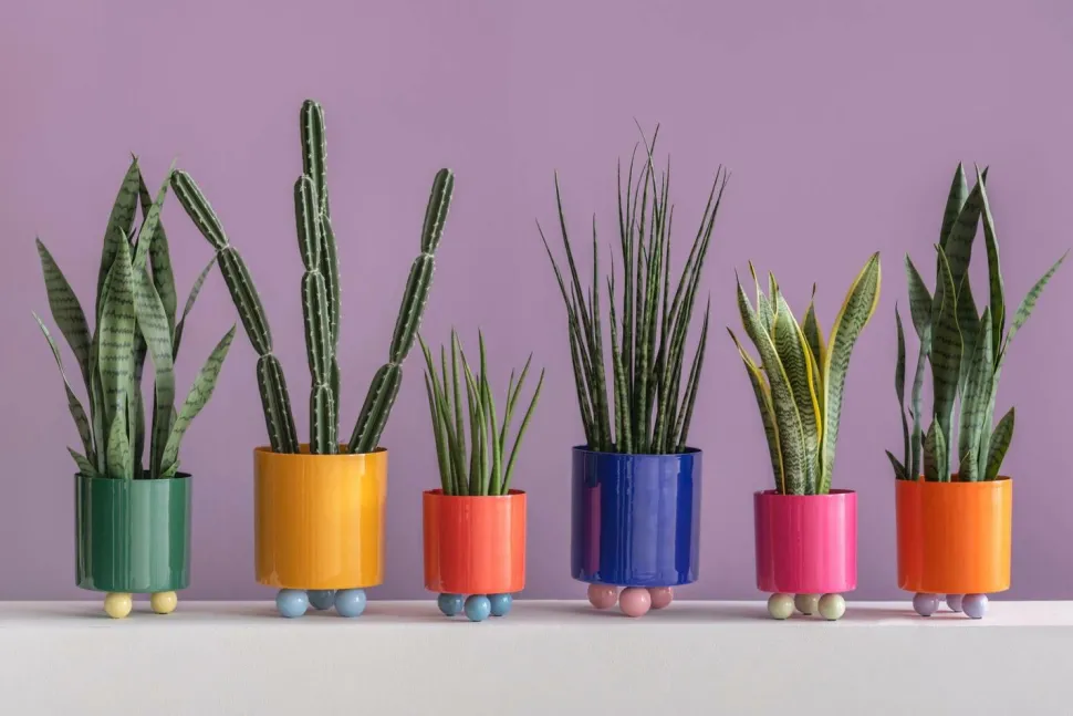 Present Time Plantekrukke Double Funky Large