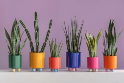 Present Time Plantekrukke Double Funky Medium