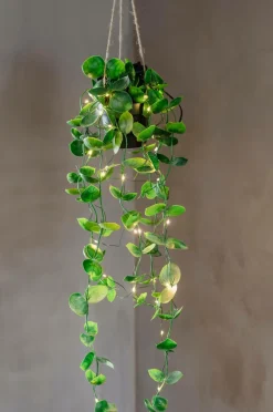 Star Trading Træ Laos 35